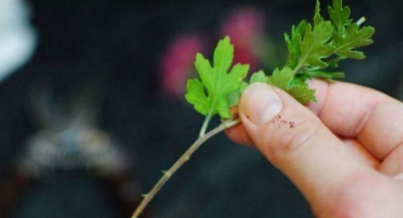 Pravidla pro přesazování chryzantém na podzim na jiné místo a podmínky pro otevřenou půdu